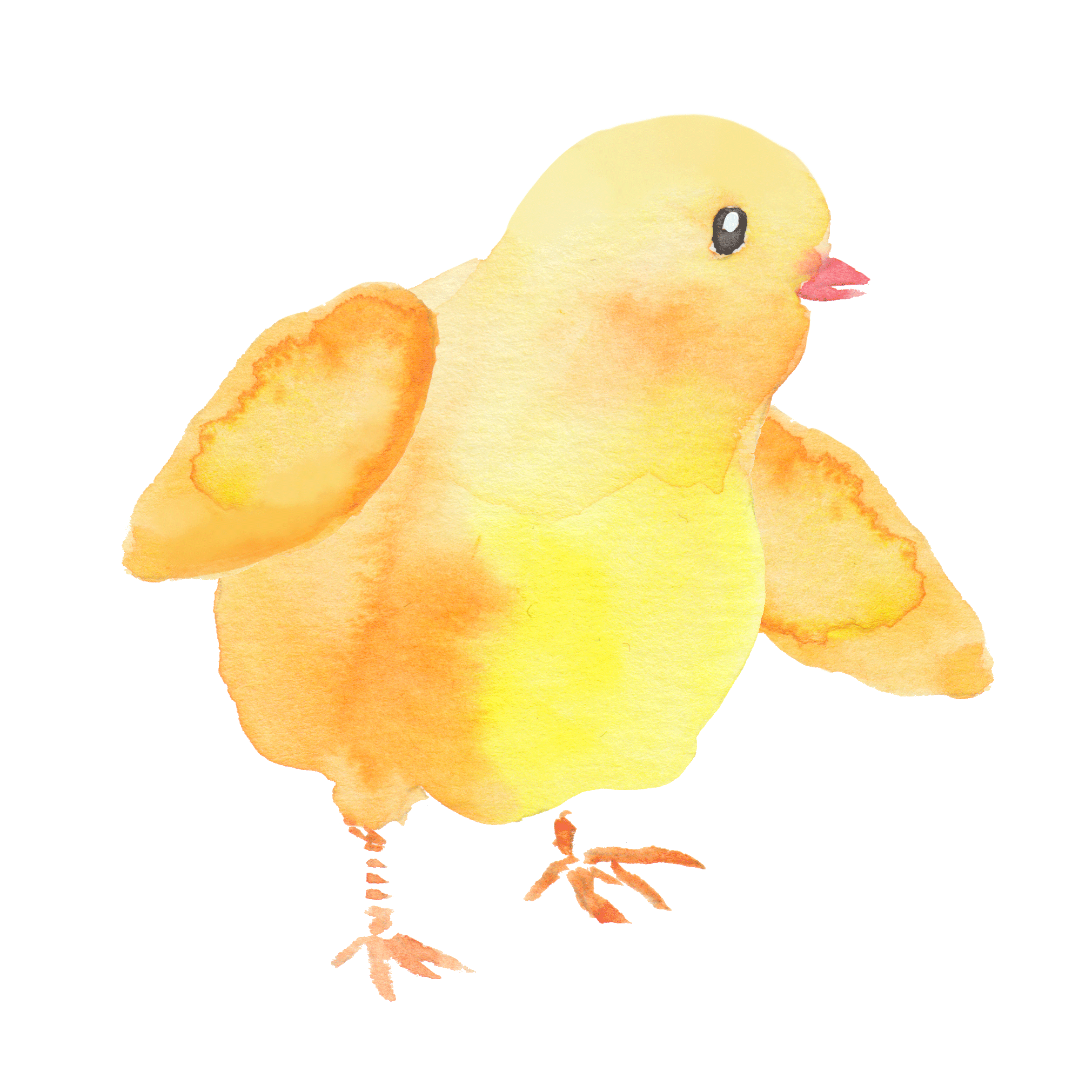 watercolor chicken