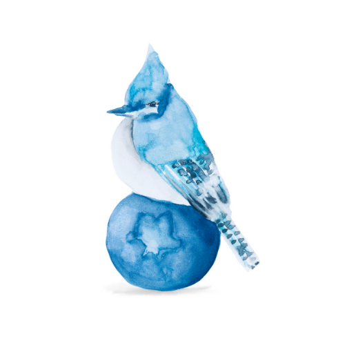 Watercolor bird illustration of a blue jay on a blueberry 