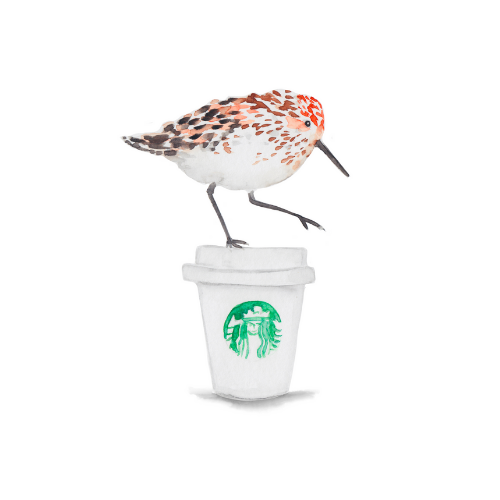 Watercolor bird illustration on a starbucks coffee cup.